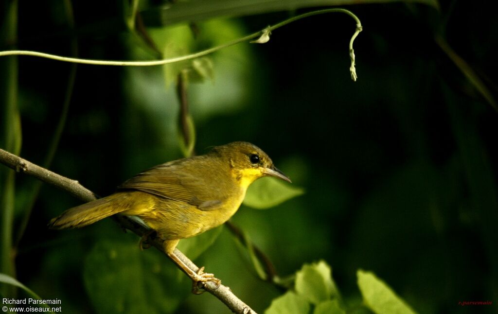 Masked Yellowthroat female adult