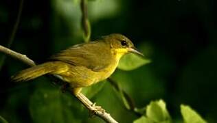 Masked Yellowthroat