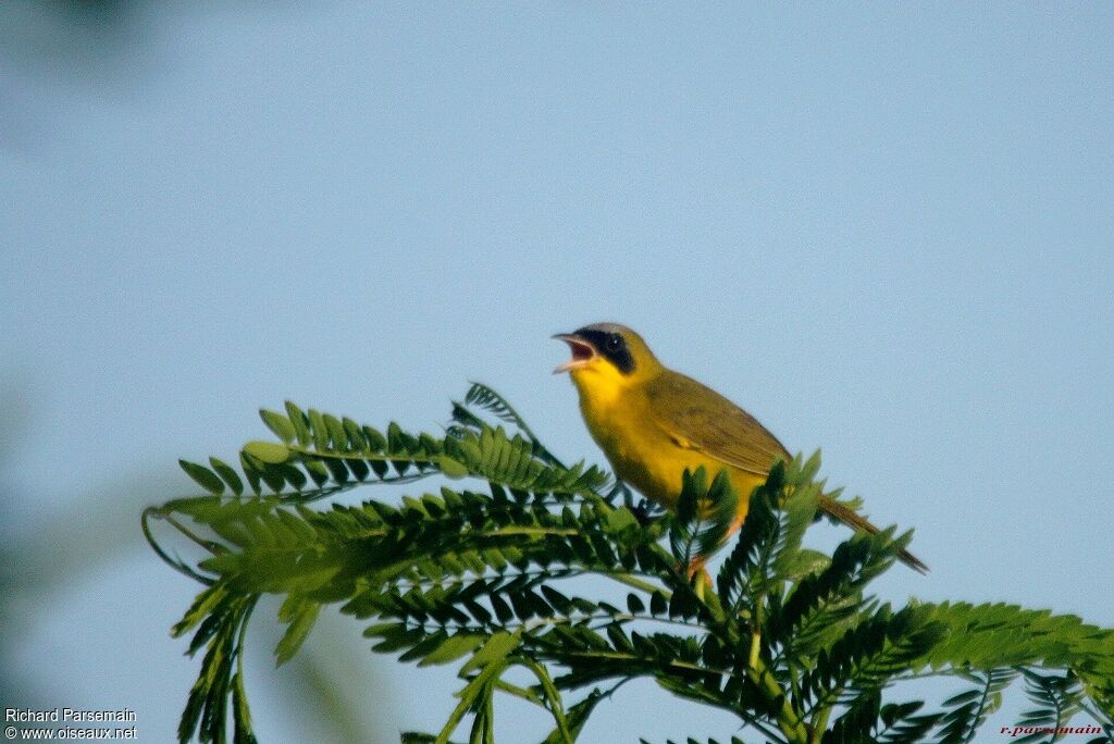 Masked Yellowthroat male adult