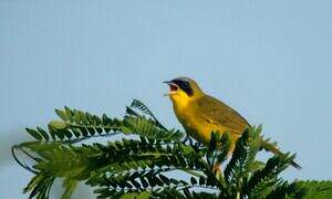 Masked Yellowthroat