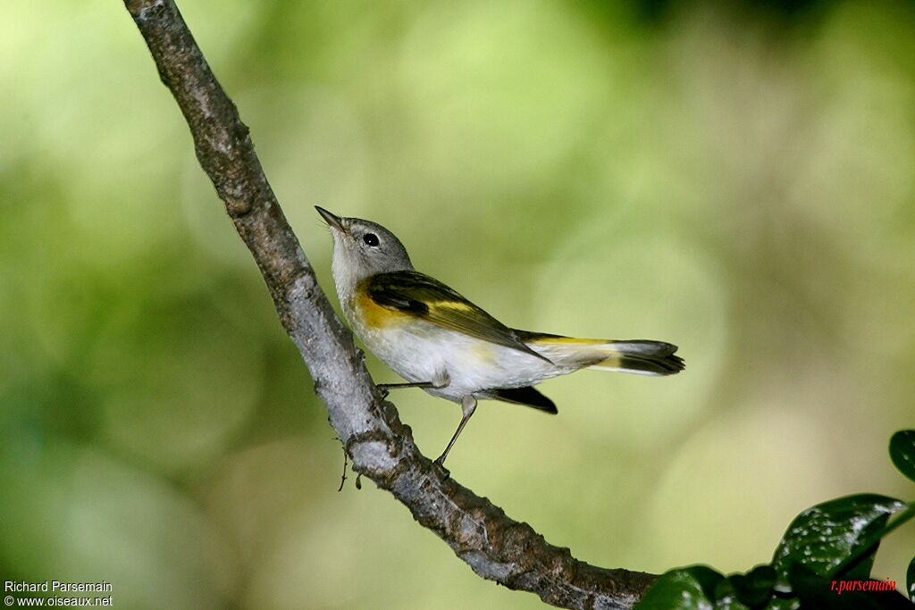 American Redstart