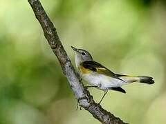 American Redstart