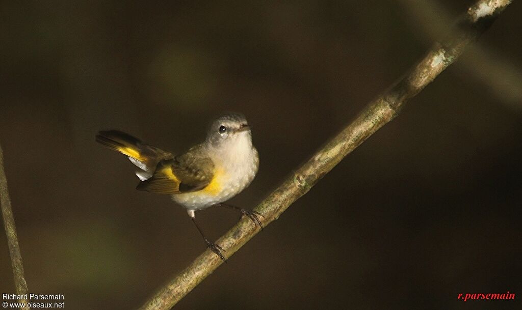 American Redstart