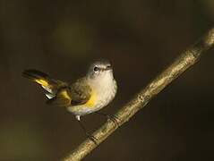 American Redstart