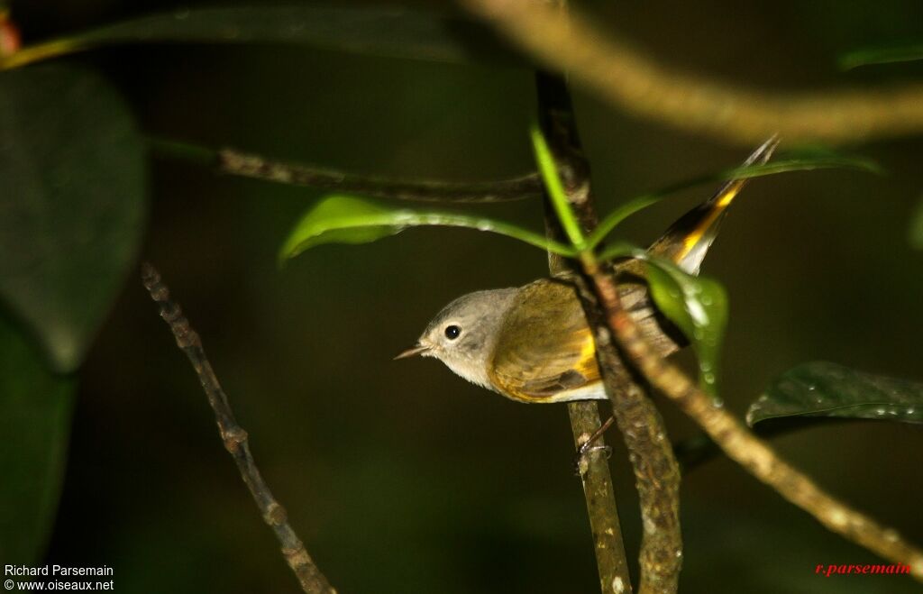 American Redstart