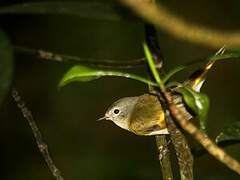 American Redstart