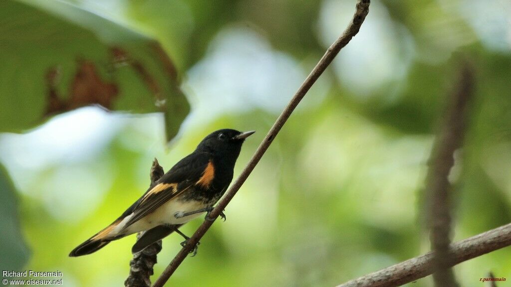 American Redstart male adult