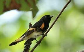 American Redstart