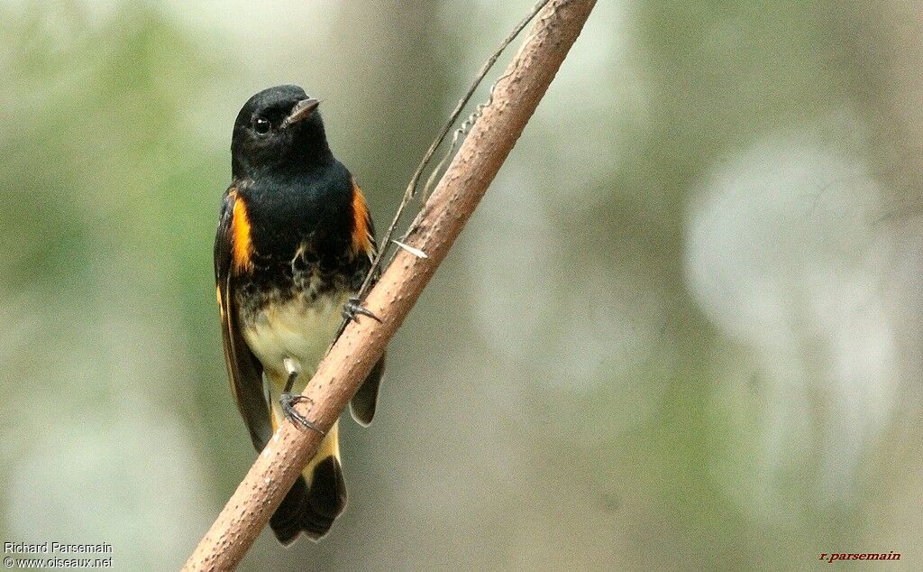 American Redstart male adult