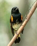 American Redstart