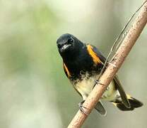 American Redstart