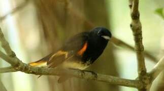 American Redstart