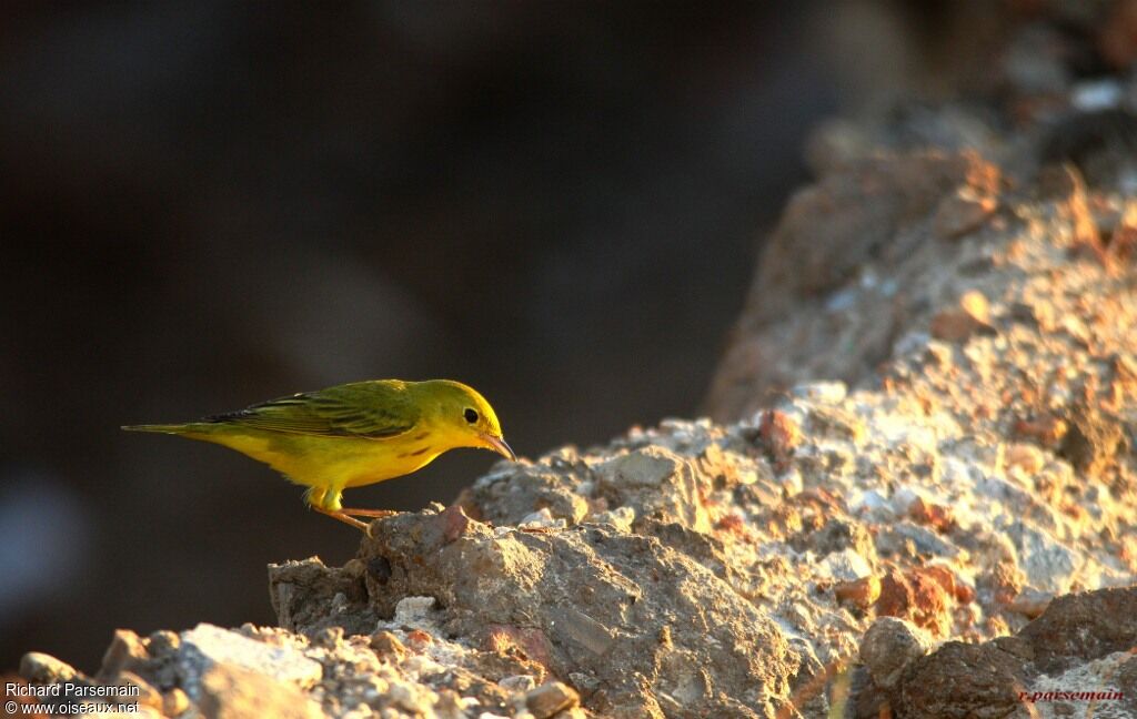 Paruline jaune mâle adulte