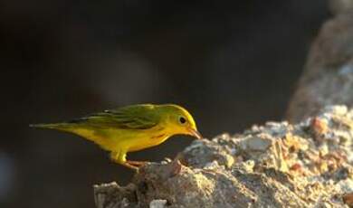 Paruline jaune