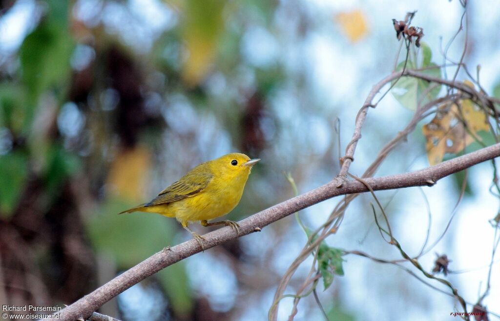 Paruline jaune mâle adulte