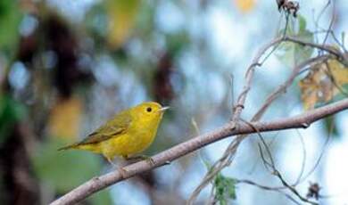 Paruline jaune