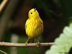 Paruline jaune