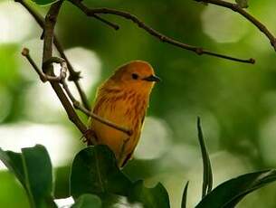 Paruline jaune