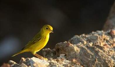 Paruline jaune