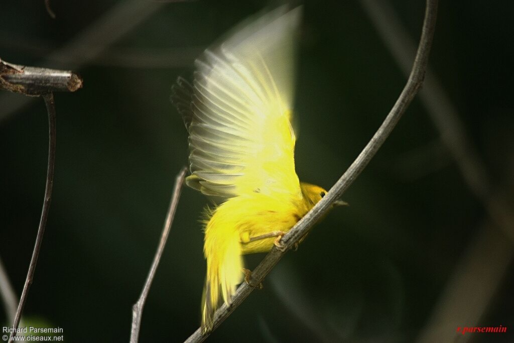 Paruline jaune