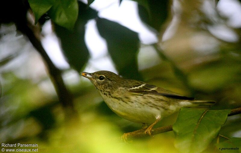 Blackpoll Warbler male immature
