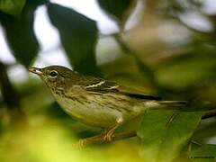 Blackpoll Warbler