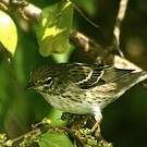 Paruline rayée