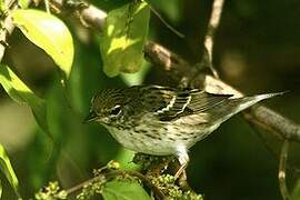 Blackpoll Warbler