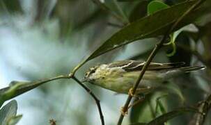 Blackpoll Warbler