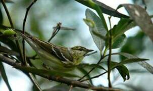 Blackpoll Warbler