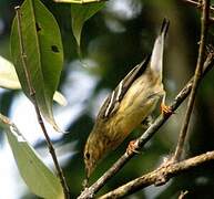 Blackpoll Warbler