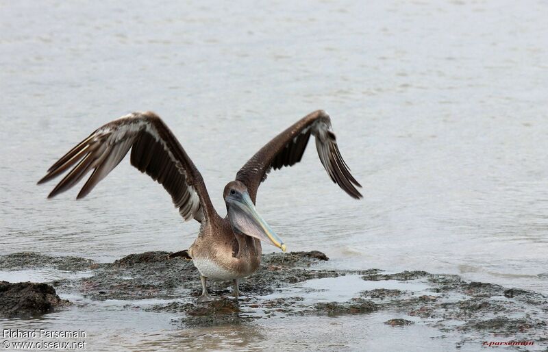 Brown Pelicanimmature, Flight, eats
