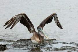 Brown Pelican