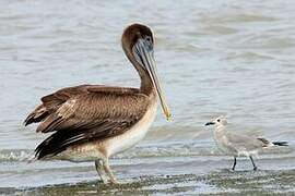 Brown Pelican