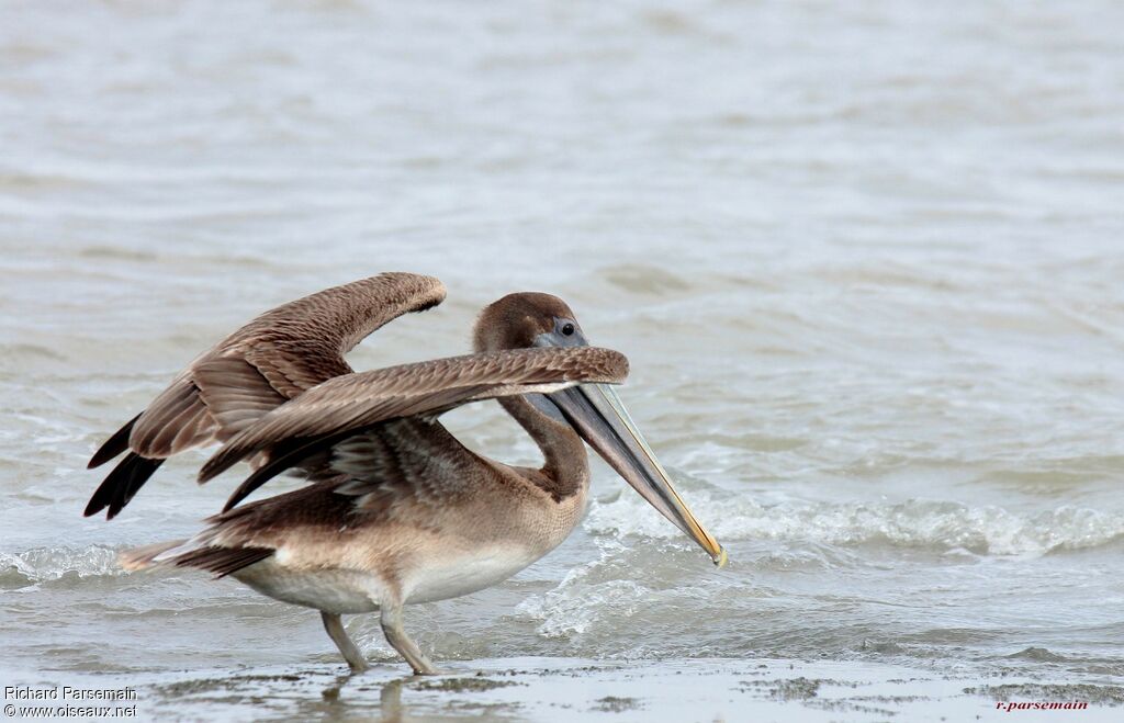 Brown Pelicanimmature