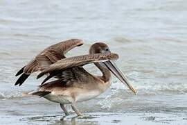 Brown Pelican