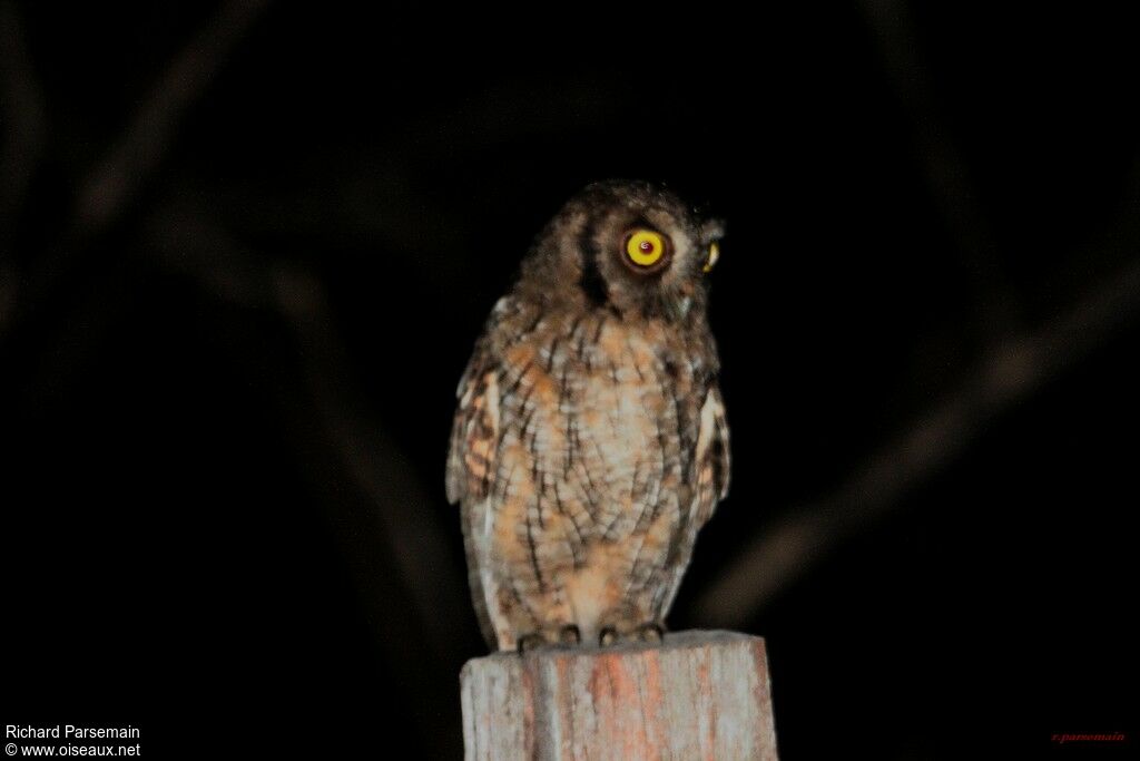 Tropical Screech Owl