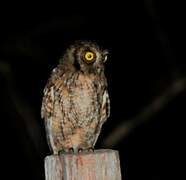 Tropical Screech Owl