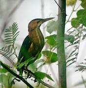 Least Bittern