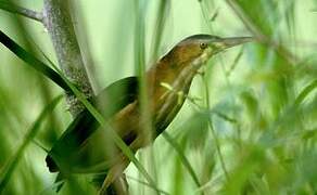 Least Bittern