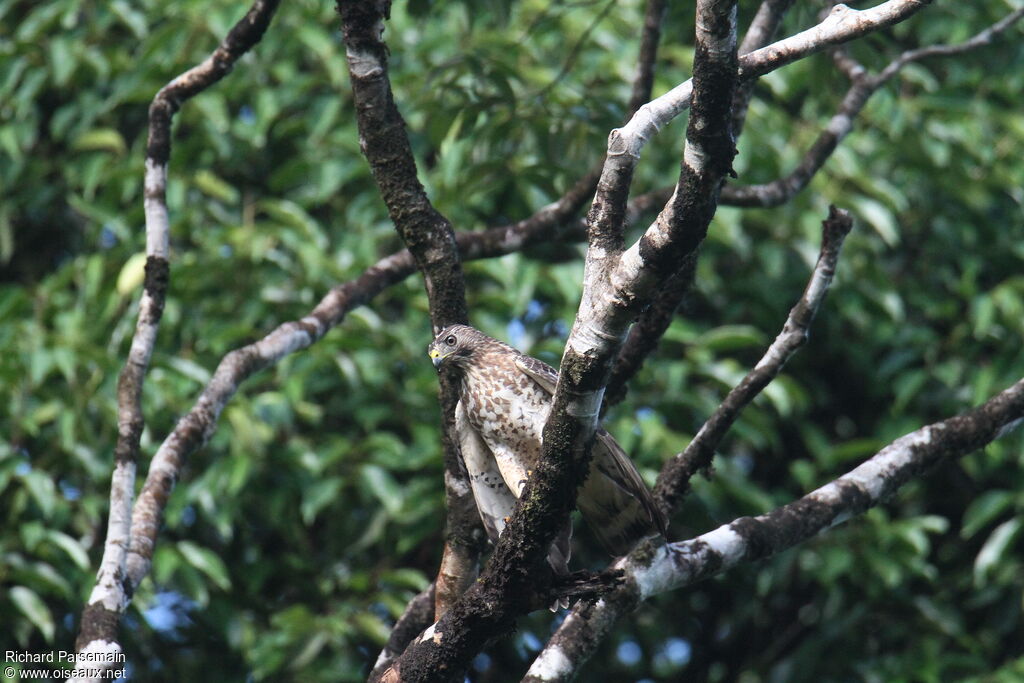 Broad-winged Hawkadult