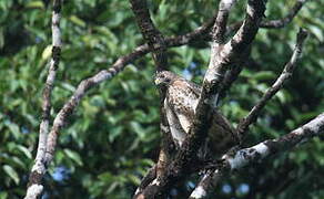 Broad-winged Hawk