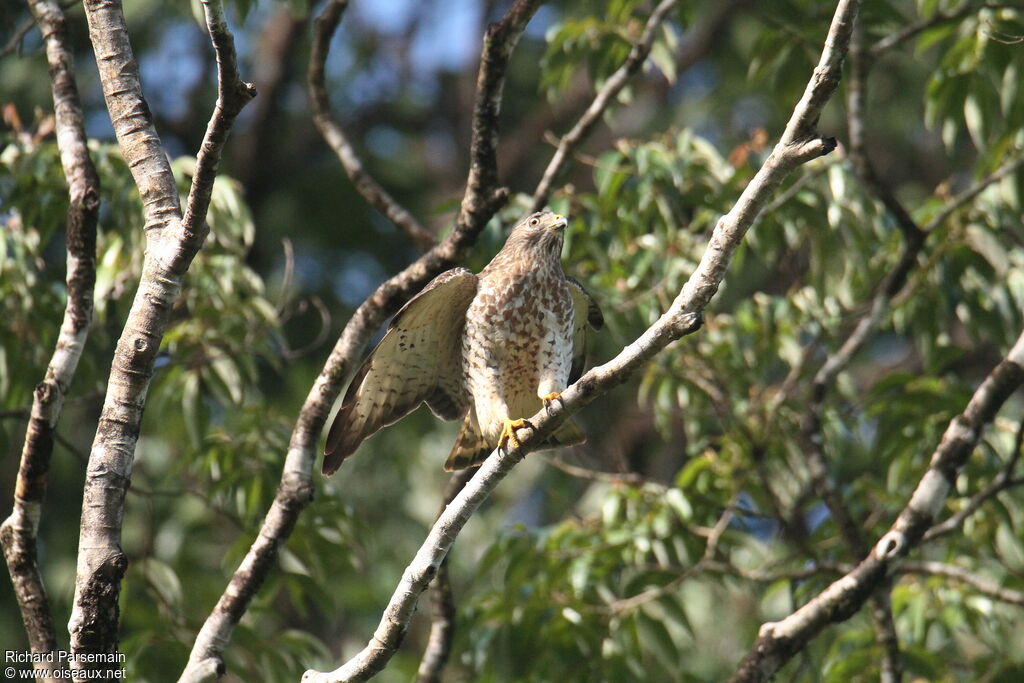 Broad-winged Hawkadult