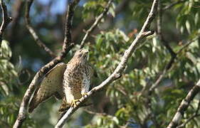 Broad-winged Hawk