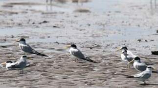 Least Tern