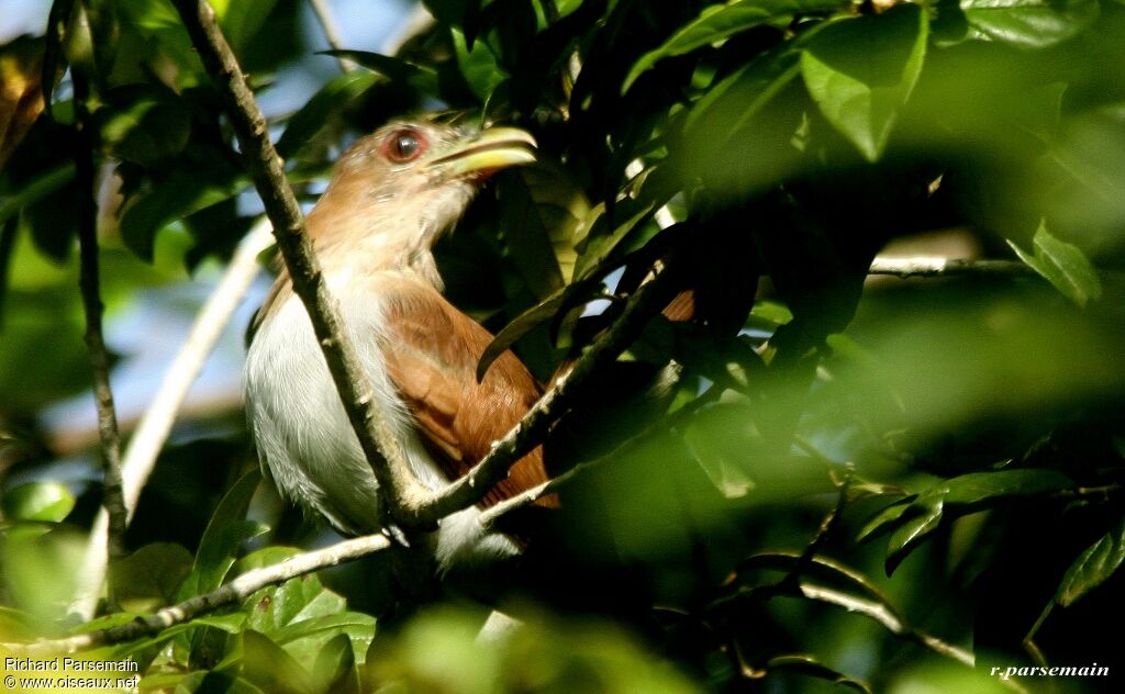 Piaye écureuiladulte