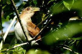 Squirrel Cuckoo