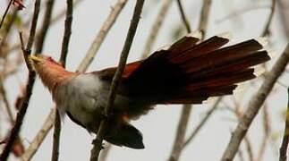 Squirrel Cuckoo