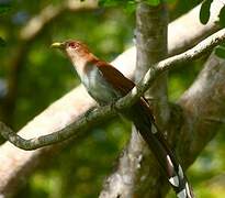 Squirrel Cuckoo