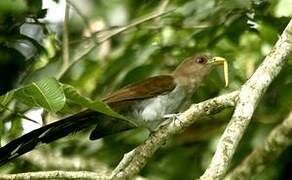 Squirrel Cuckoo